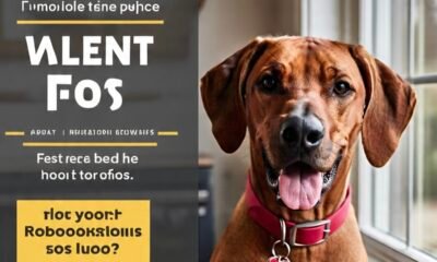 Best Dog Food for Rhodesian