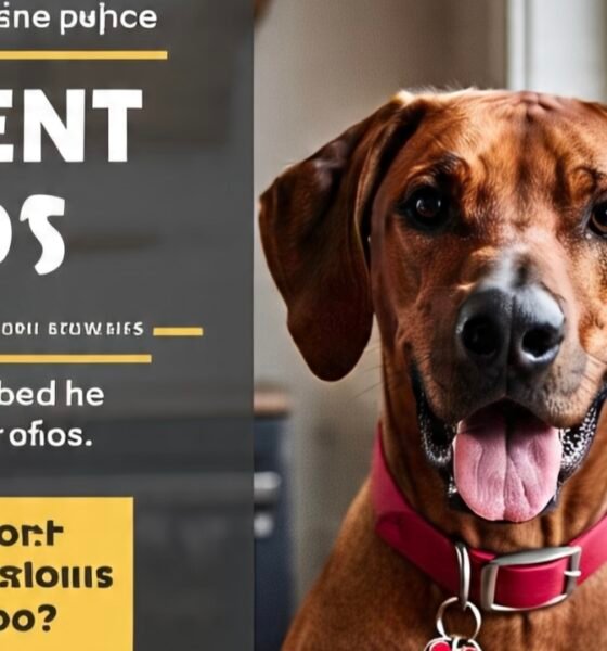 Best Dog Food for Rhodesian