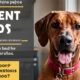 Best Dog Food for Rhodesian