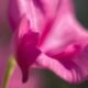 Sweet Pea Sweet Pea