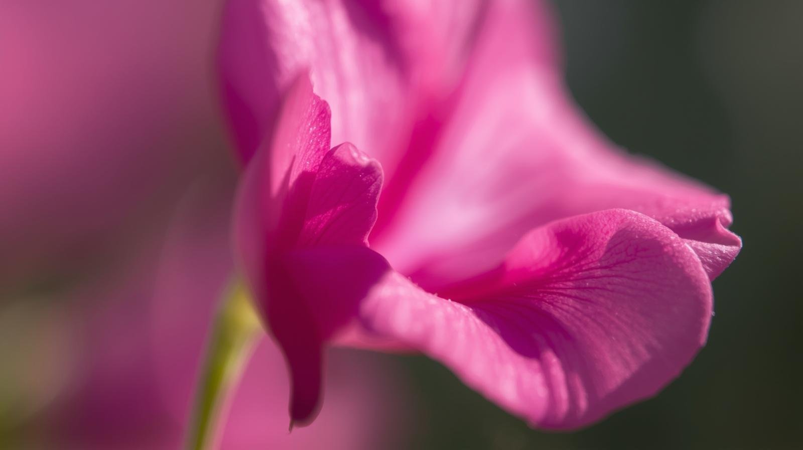 Sweet Pea Sweet Pea