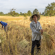 How Fertiliser Affects Post-Harvest Quality